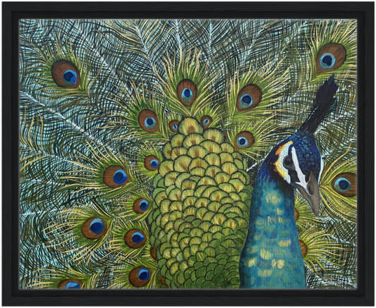 Strut Like a Peacock FRAMED CANVAS PRINT